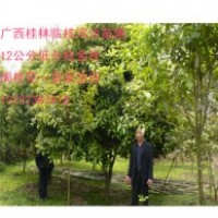 低分枝桂花