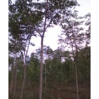 大量供應(yīng)千頭椿/臭椿/椿樹(shù)7到10的5000棵