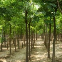 供應(yīng)：白蠟、國槐、柳樹、榆樹、法桐、合歡。