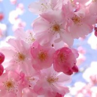 臺(tái)灣櫻花