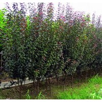 2、3公分西府海棠大量出售、大量低價供應(yīng)西府海棠