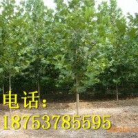 8公分法桐|濟寧法桐|速生法桐
