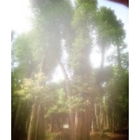湖南骨架移植香樟，移植骨架香樟