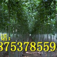 2公分白蠟小苗