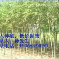 供應(yīng)美國(guó)竹柳樹