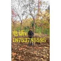6公分北欒樹