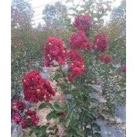 紅火箭紫薇