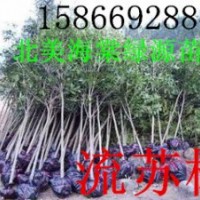 流蘇樹，流蘇小苗