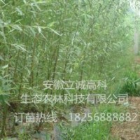 立誠高科優(yōu)質(zhì)竹柳，歡迎廣大客戶前來實地考察