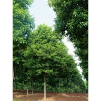 供應(yīng)10-12公分移植全冠香樟 香樟價(jià)格
