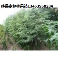 供應(yīng)優(yōu)質(zhì)雪松 雪松價格 廠家批發(fā)