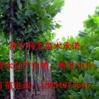 處理山東濟(jì)寧6公分全冠法桐法桐價(jià)格表