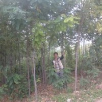 苗木白皮松，雪松，華山松，蜀儈，側(cè)北20公分----3米