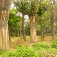 供應(yīng)銀杏樹(shù)嫁接樹(shù)