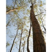 10公分柳樹價(jià)格
