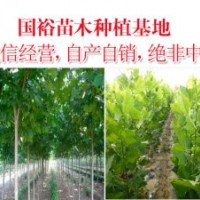 供應(yīng)速生法桐5公分3.2米裸根定桿法桐價格