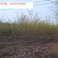 白蠟，速生白蠟，國(guó)槐，速生國(guó)槐，榆樹