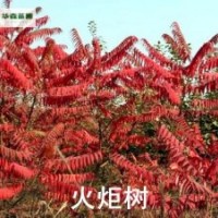 火炬樹廠家 火炬樹圖片