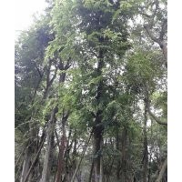 四川樸樹