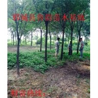 國槐哪里有優(yōu)質(zhì)國槐12公分國槐價格