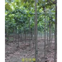 專供8公分速生法桐 8公分法桐價(jià)格 山東濟(jì)寧法桐 泰安法桐 河北法