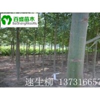 供應(yīng)速生柳，出售速生柳，石家莊速生柳，廊坊速生柳 唐山速生柳