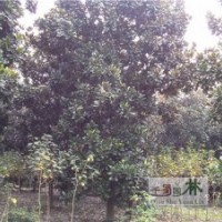 貴州廣玉蘭供應(yīng)，廣玉蘭工程苗，廣玉蘭高速路綠化
