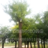 國(guó)槐價(jià)格_國(guó)槐_哪家國(guó)槐好