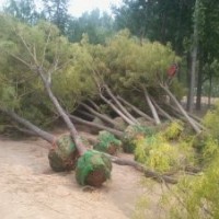 供全冠土球法桐，白蠟，太陽李，垂柳，臭椿，毛白楊，絲棉木