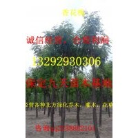 香花槐