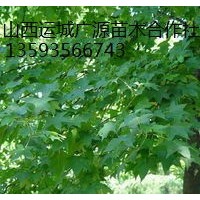 出售5-7公分五角楓、低價(jià)優(yōu)惠供應(yīng)五角楓