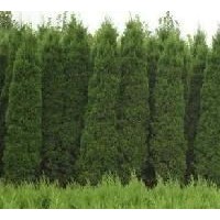 出售3米蜀儈、大量低價(jià)優(yōu)惠供應(yīng)蜀儈