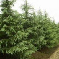 3米一級(jí)苗雪松價(jià)格 5米一級(jí)苗雪松價(jià)格 供應(yīng)雪松價(jià)格