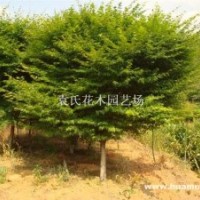 供應(yīng)6-12公分雞爪槭，樹型佳