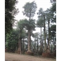 供應：盆架子