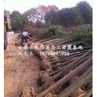 安徽肥西烏桕價格10-15公分、180元一棵