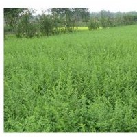 秋季苗圃地供應大量小葉女貞及其造型，價格便宜，歡迎客戶來電！