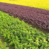 供應(yīng)多種果樹(shù)苗木，占地苗，工程苗木