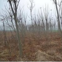 現(xiàn)在欒樹(shù)價(jià)格 米徑5-6-8公分欒樹(shù)報(bào)價(jià) 欒樹(shù)價(jià)格