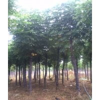 湖南截桿欒樹12公分3米截桿欒樹報(bào)價(jià) 益陽綠鑫園林