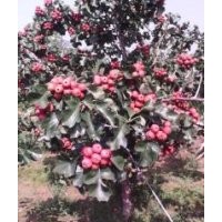 山楂樹
