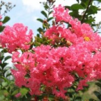 白蠟?zāi)档な駠贝沽z頭柳北美西府海棠叢生玫瑰紅紫薇榆葉梅