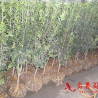 茶梅
