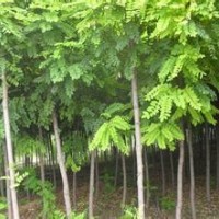 2-4公分刺槐