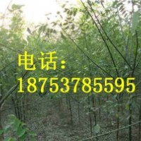 3公分速生國槐