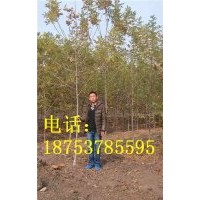 4公分白蠟
