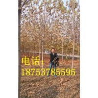 6公分白蠟