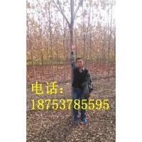 7公分速生白蠟