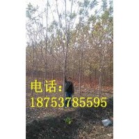 8公分速生白蠟