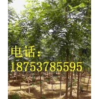 3公分北欒樹